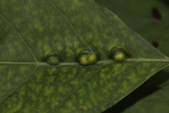 Craneiobia tuba