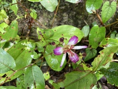Tricyrtis lasiocarpa