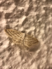 Idaea elongaria