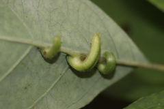 Craneiobia tuba