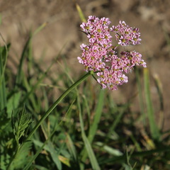 Chaerophyllum roseum