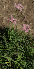 Chaerophyllum roseum