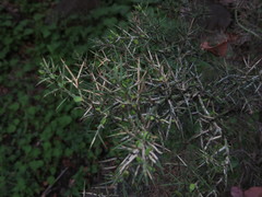 Colletia hystrix