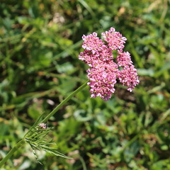 Chaerophyllum roseum