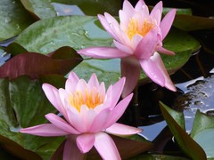Nymphaea odorata tuberosa