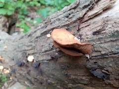 Mycetophagus flexuosus