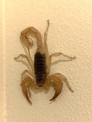 Smeringurus vachoni