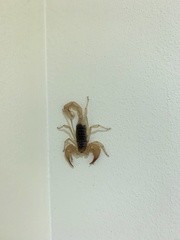 Smeringurus vachoni
