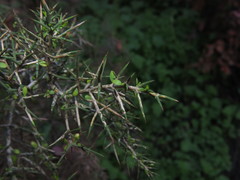 Colletia hystrix
