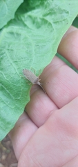 Anasa guttifera