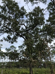 Quercus laevis image