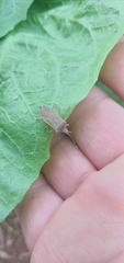 Anasa guttifera