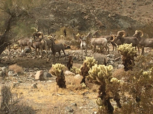 iNaturalist observation photo of Desert Bighorn Sheep