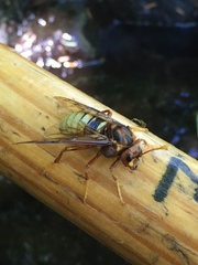 Cimbex pacificus