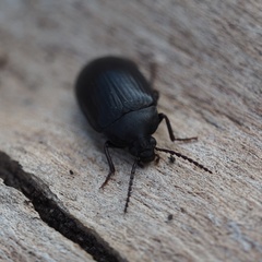 Prionychus ater