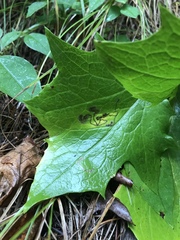 Liriomyza orilliensis