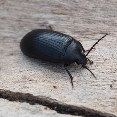 Prionychus ater