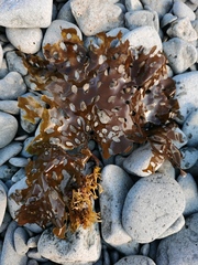 Thalassiophyllum clathrus