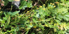 Bupleurum polyphyllum