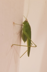 Phaneroptera