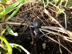 Mecodema sculpturatum