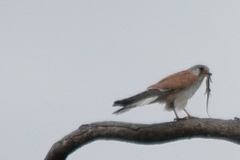 Falco cenchroides cenchroides