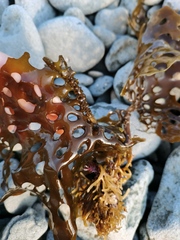 Thalassiophyllum clathrus