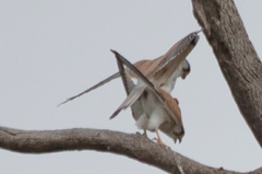 Falco cenchroides cenchroides