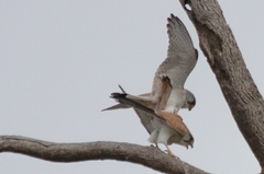 Falco cenchroides cenchroides