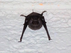 Balantiopteryx plicata