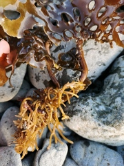 Thalassiophyllum clathrus