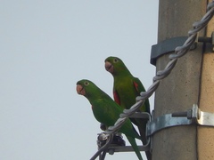 Psittacara leucophthalmus