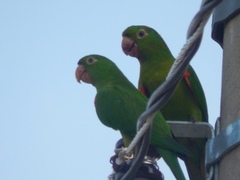 Psittacara leucophthalmus