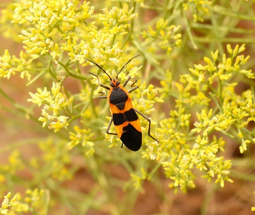 Large Milkweed Bug photographed in New Mexico