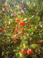 Citharexylum racemosum