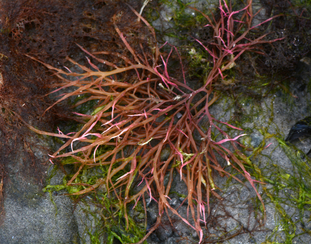Agardh's red weed