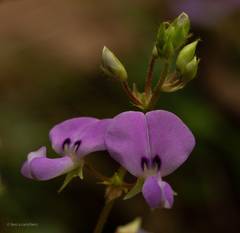 Desmodium rotundifolium