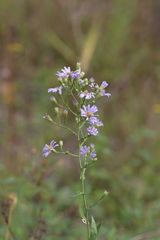 Symphyotrichum laeve laeve