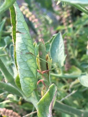 Mantodea