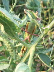 Mantodea