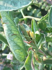 Mantodea