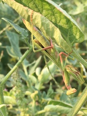 Mantodea