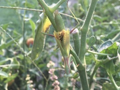 Mantodea