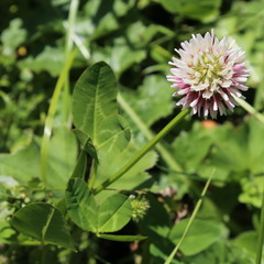 Trifolium ambiguum