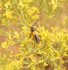 Crossidius pulchellus
