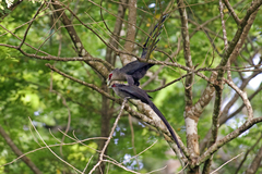 Phaenicophaeus tristis