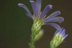 Symphyotrichum laeve laeve