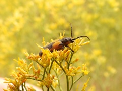 Crossidius pulchellus