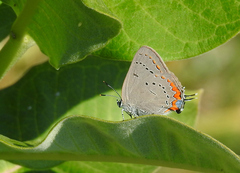 Satyrium acadica