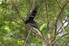 Phaenicophaeus tristis